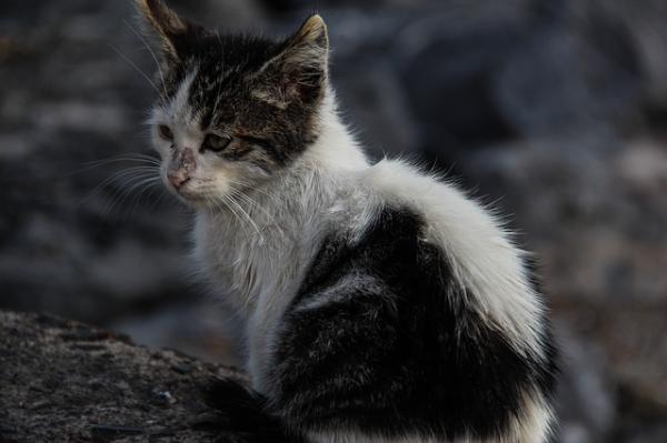 Gato abandonado